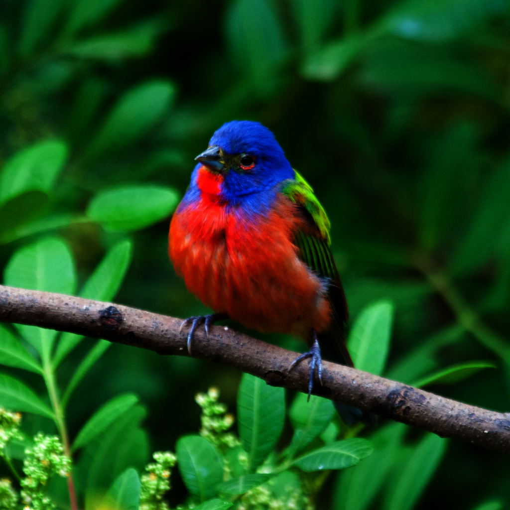 Watch over a migrating bird in Central America!