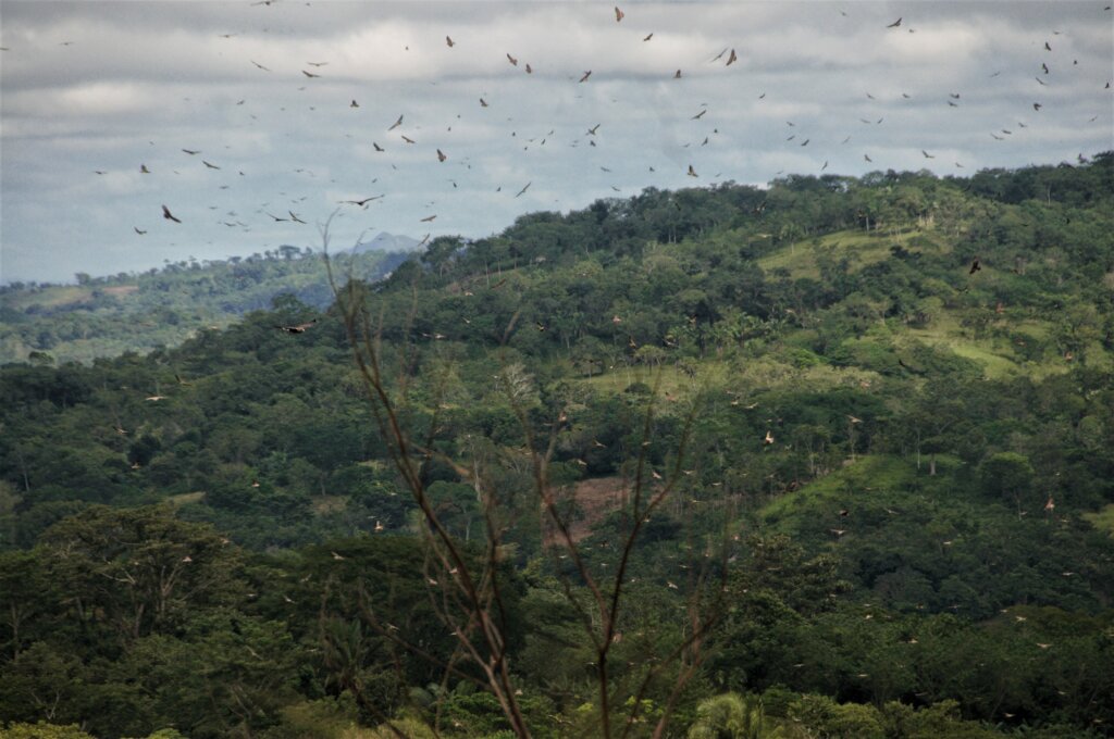 Watch over a migrating bird in Central America!