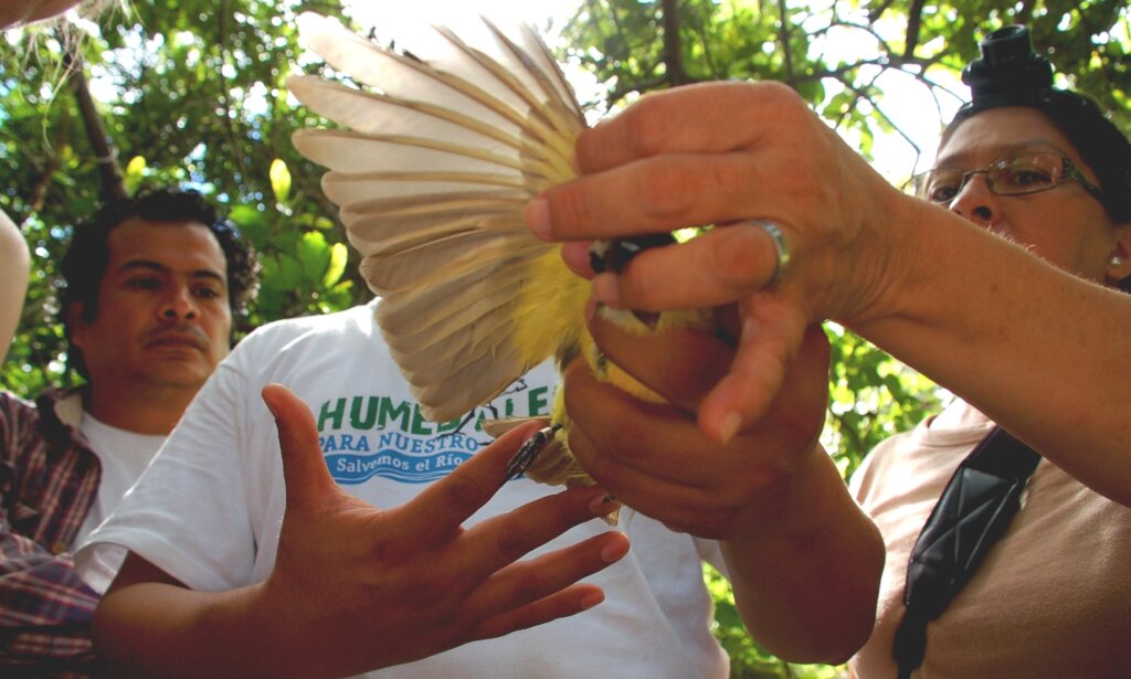 Watch over a migrating bird in Central America!