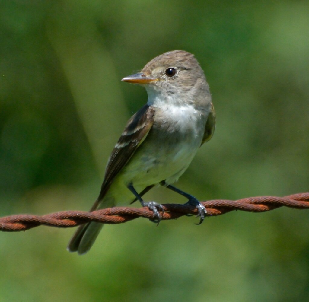 Watch over a migrating bird in Central America!