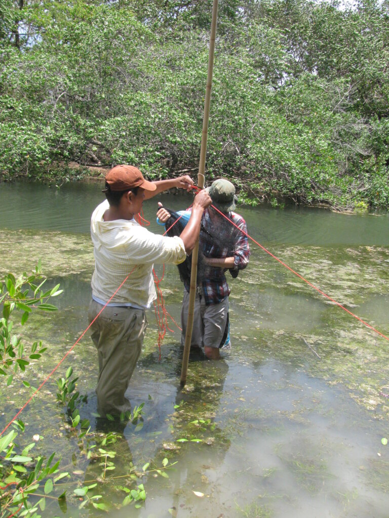Watch over a migrating bird in Central America!
