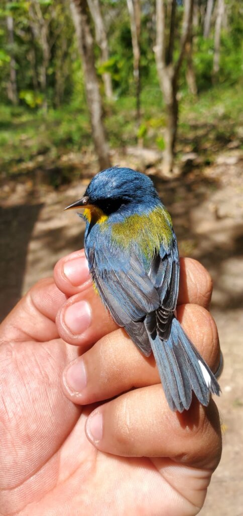 Watch over a migrating bird in Central America!