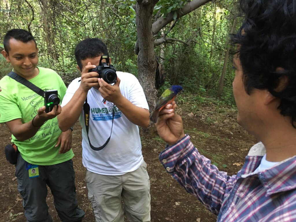 Watch over a migrating bird in Central America!