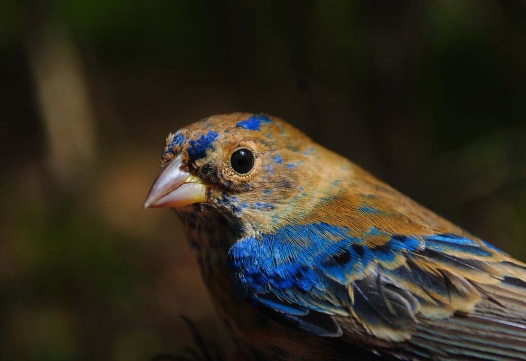 Watch over a migrating bird in Central America!
