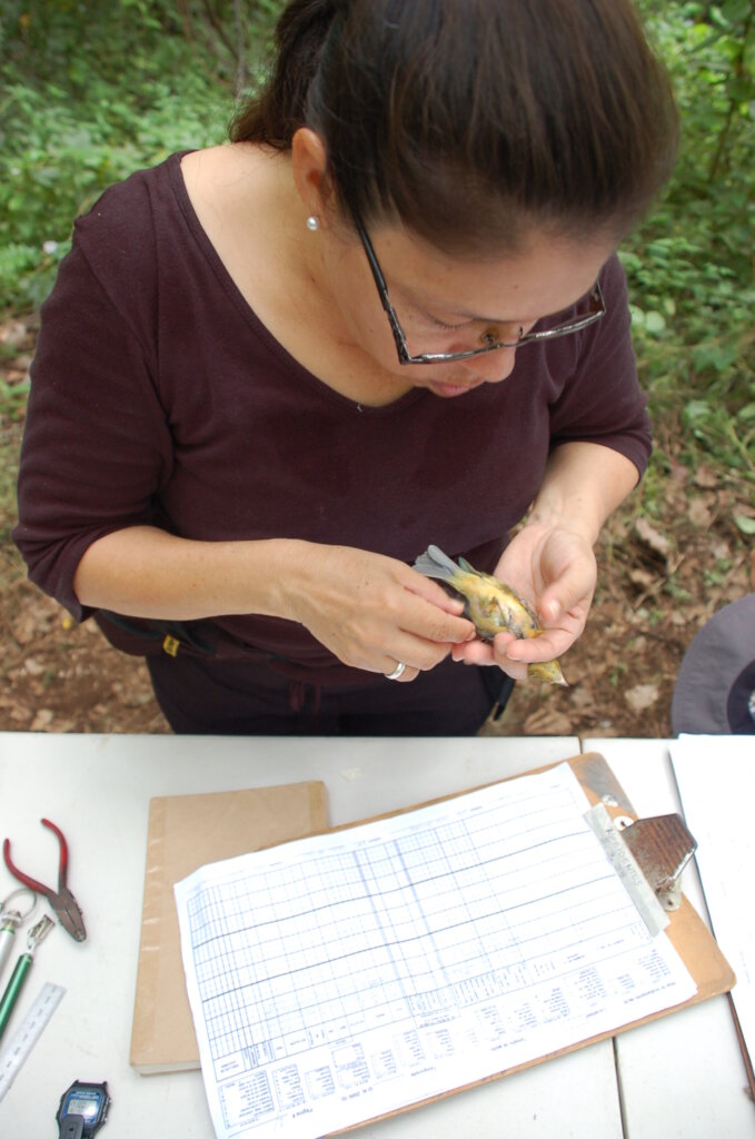 Watch over a migrating bird in Central America!