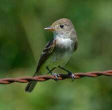 Willow flycatcher