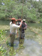 Researchers set up a monitoring net in a wetland