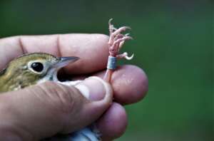 Tagged ovenbird