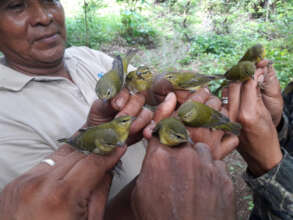 Technicians hold group of Tennessee warblers