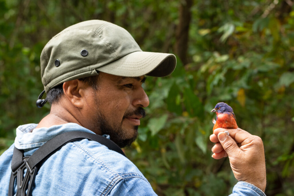 Watch over a migrating bird in Central America!