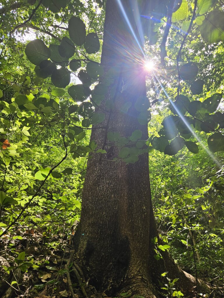A tree at the Quelantaro Reserve