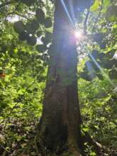 A tree at the Quelantaro Reserve