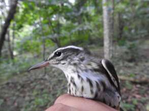 migratory warbler ready to be banded