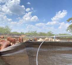 The bomas are very effective against predators.