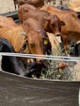 Cattle in the mobile boma in Phuduhudu