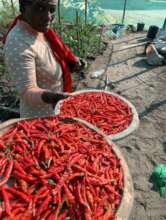 Chilis have been distributed to farmers.