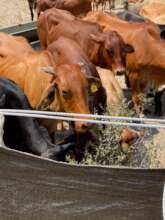Cattle in a mobile kraal in Phuduhudu.