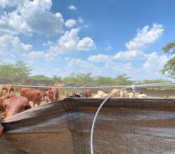 Livestock and communities find security.
