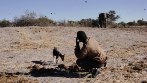 Man, dog and elephant