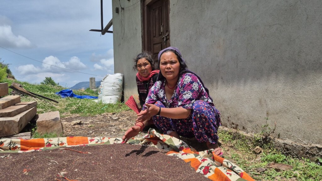 Ghurdum people's member drying mustard for oil