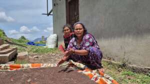 Ghurdum people's member drying mustard for oil