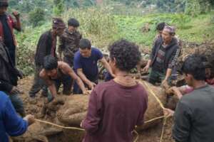 Villagers rescuing buffalo from muddy pit