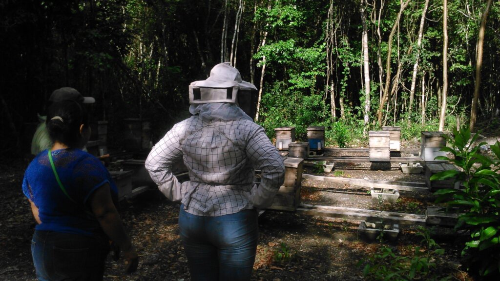 Help 300 beekeepers obtain organic certificate