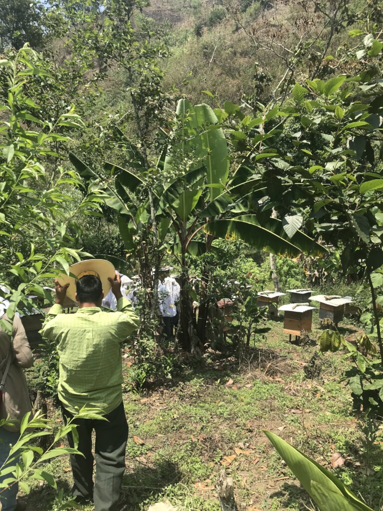 Help 300 beekeepers obtain organic certificate