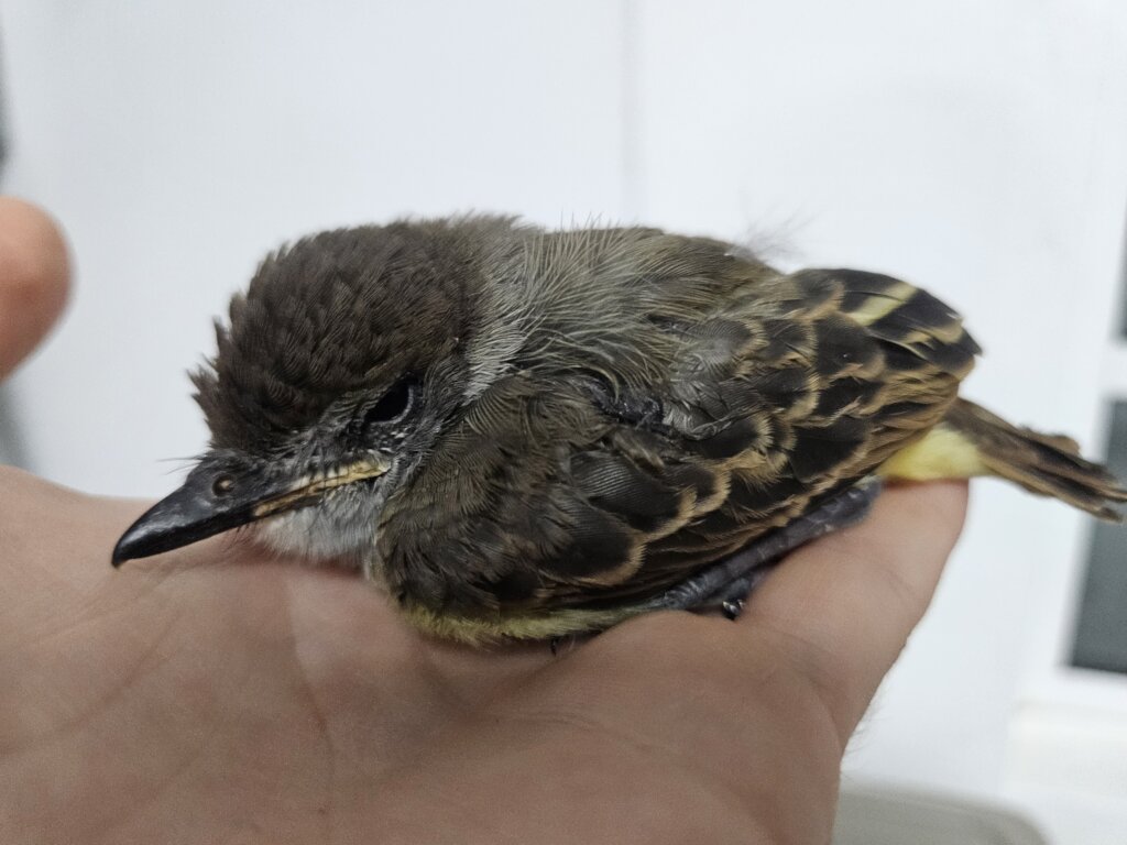 Flycatcher intake photo