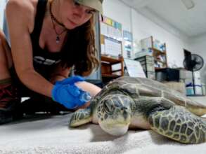 Tabitha the turtle receiving fluids