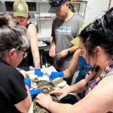 Valentine the crocodile receiving emergency care