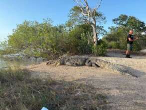 12ft croc- Big Jello