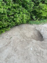 Crocodile nest