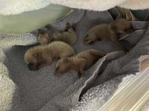 Orphaned baby raccoons receive stabilization