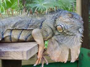 An old man Green Iguana recovering from illness