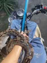 Getting creative, rescuing wildlife without a cart