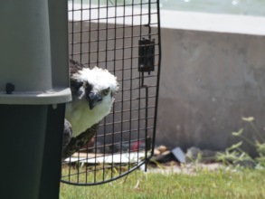 Osprey "Celine" release