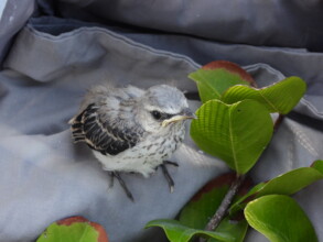 Fledgling mockingbird in preparation for release