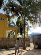 Christina climbs high to reunite the baby owl