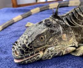 Iguana whose jaw was broken by plastic bag