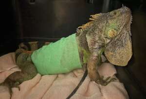 Gravid female iguana recovering from dog attack
