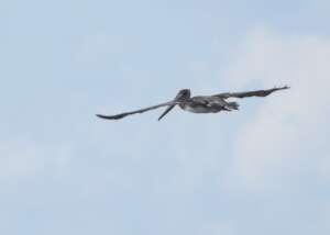 Pelican flies free after recovering from a gunshot