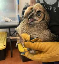 Great-Horned Owl gets a health check after fall