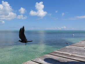 First ever Brown Noddy rehabbed and released in BZ
