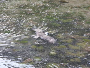 Osprey rescued from being stuck in water