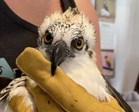 Fledgling osprey being assessed before release