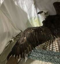 Osprey clipped by a flying airplane in care now