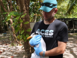 Totty the tern released after entanglement injury