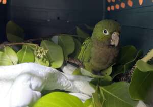 1 of 3 poisoned parakeets admitted to our clinic