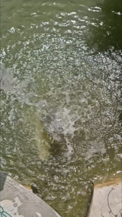 Phineas enjoying water enrichment